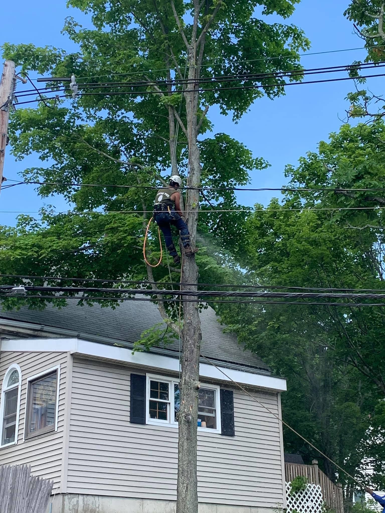 Canton Tree Service crew managing a tall tree
