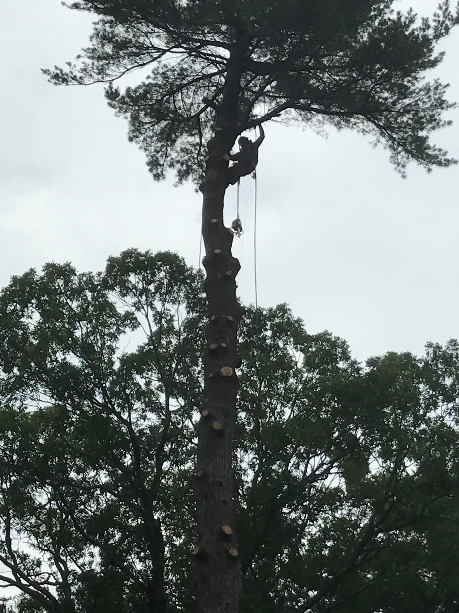 Tree crew completing a wooded property project